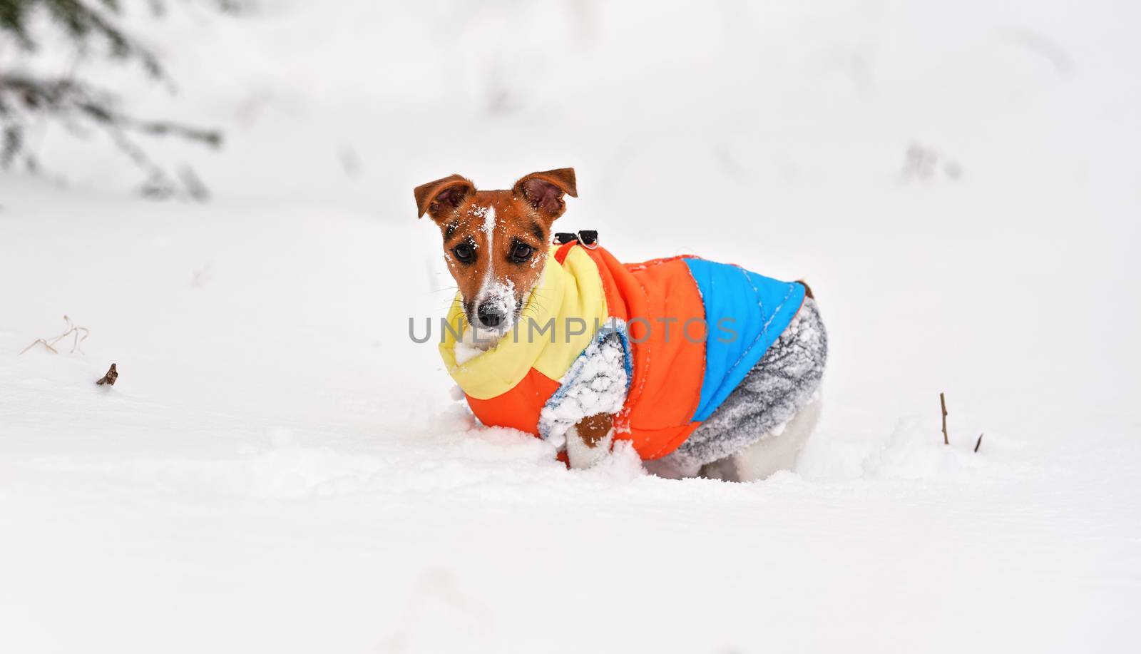 Small Jack Russell terrier dog in bright orange yellow and blue winter jacket crawling through deep snow by Ivanko