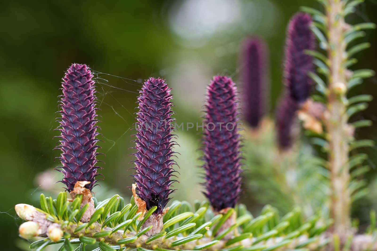 Young purple spruce abies species cones growing on branch with fir, closeup detail by Ivanko