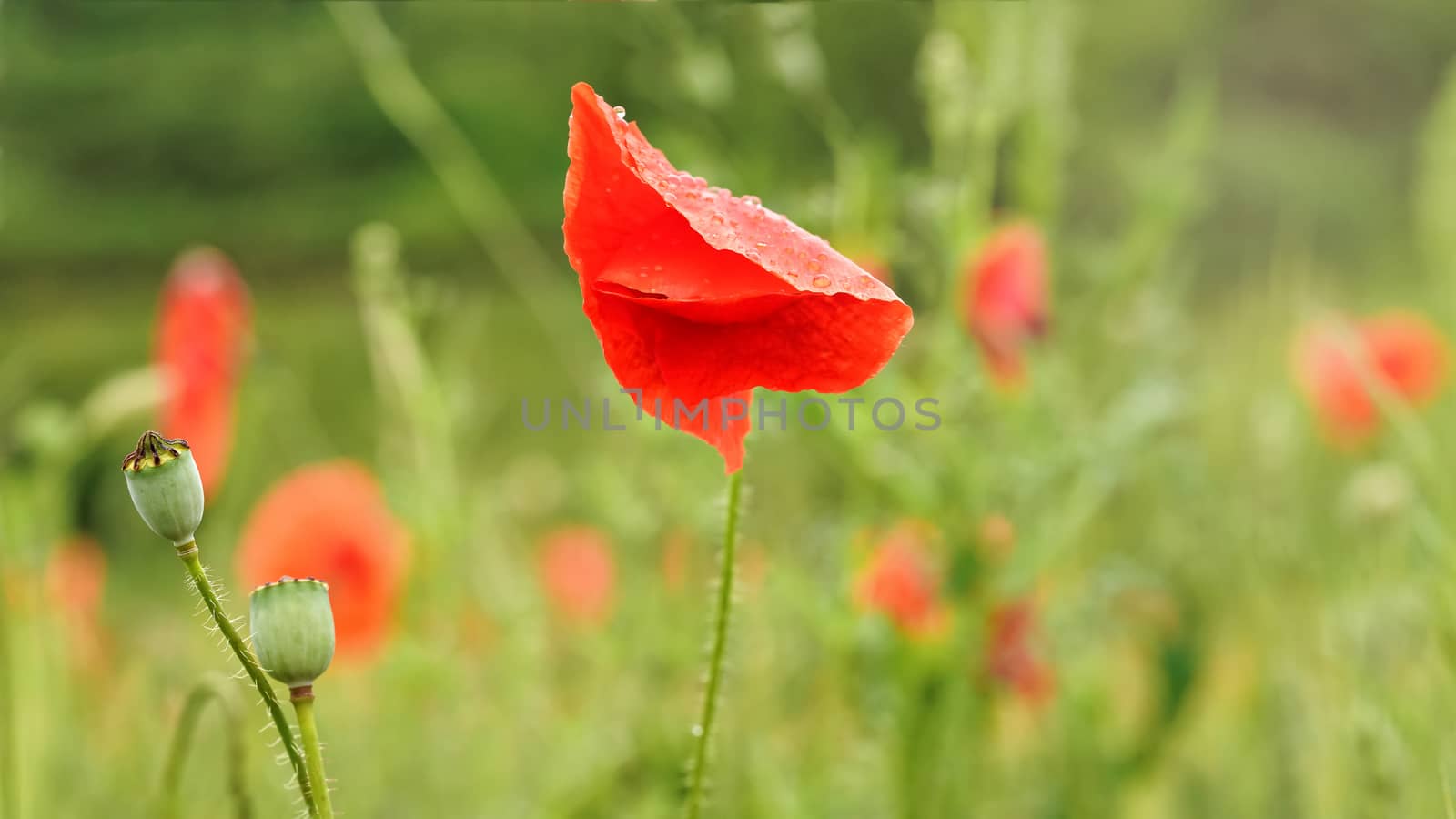 Bright red wild poppies growing in field of green unripe wheat, closeup detail to wet flower petals by Ivanko