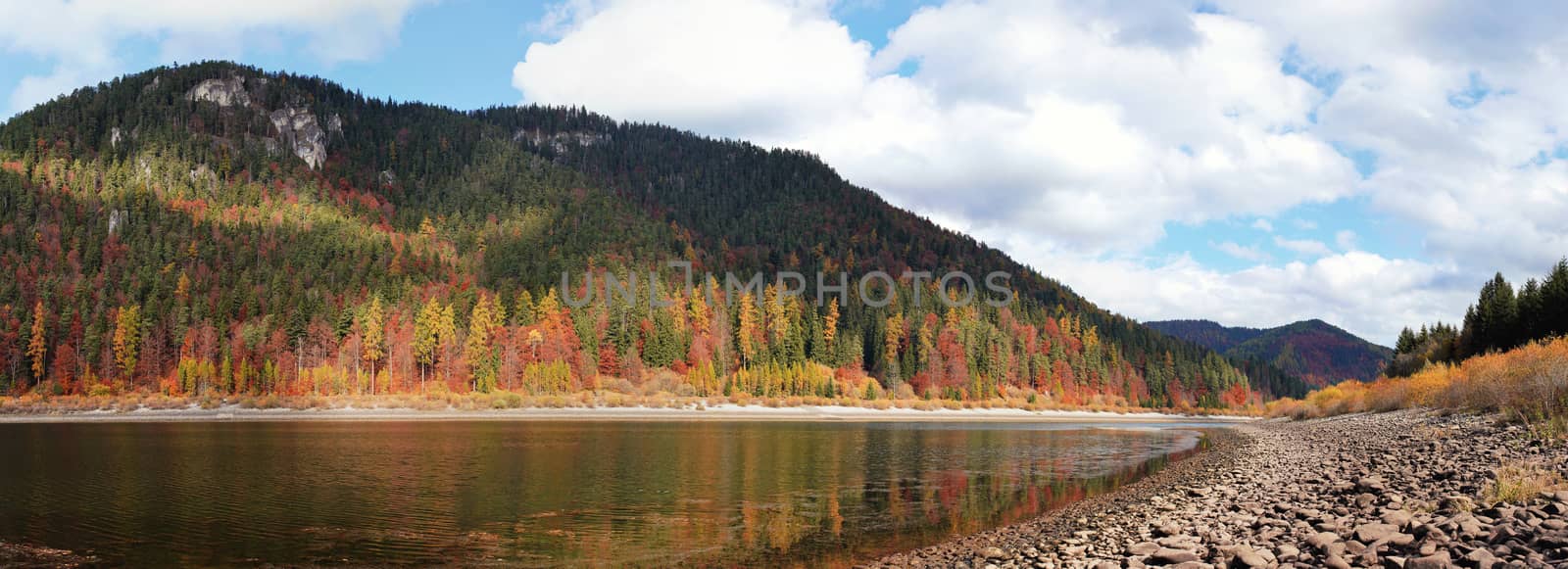 Calm lake with low water - round stones at shore visible, autumn coloured coniferous trees on other side, blue sky above by Ivanko