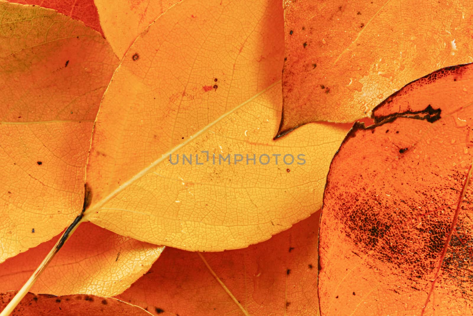 Bright wet orange autumn leaves, closeup detail from above.