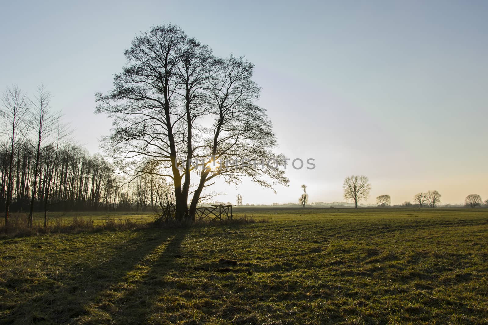 Large tree in the meadow, sun and blue sky, pasture view