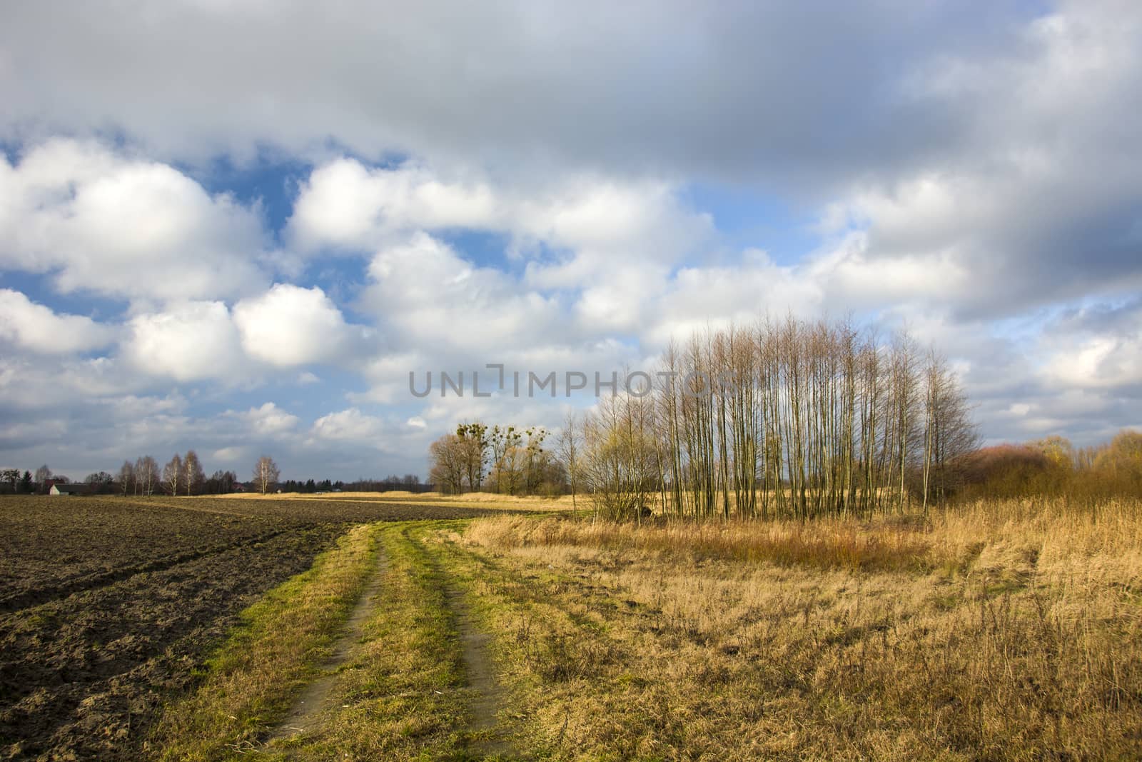 Dirt road next to a plowed field, autumn trees and white clouds on a blue sky