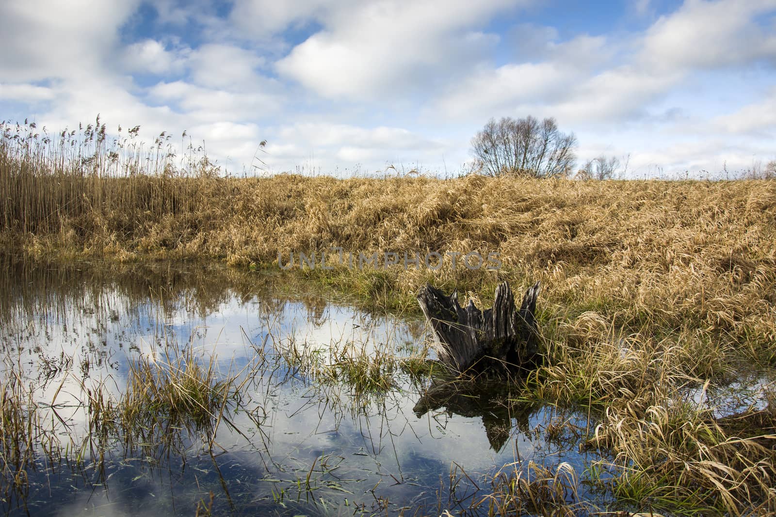 Root in the pond, dry grass in the meadow and blue sky