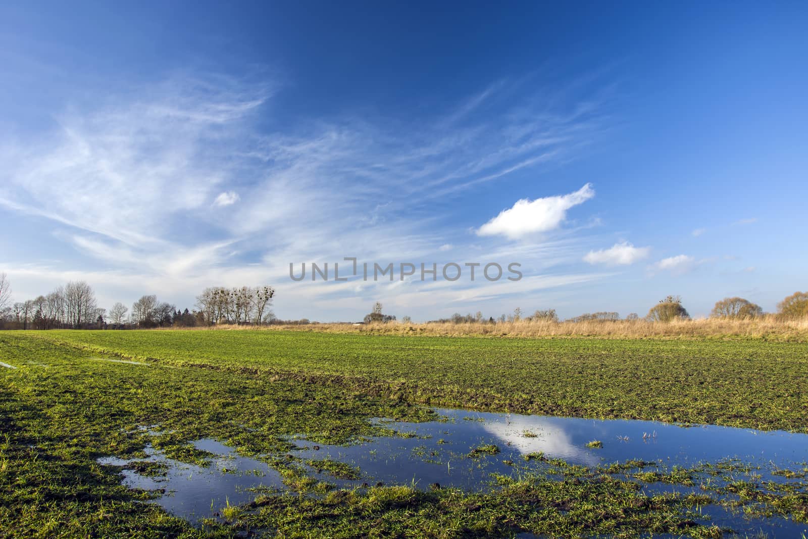 Wet green winter field, horizon and white clouds on a blue sky, sunny day