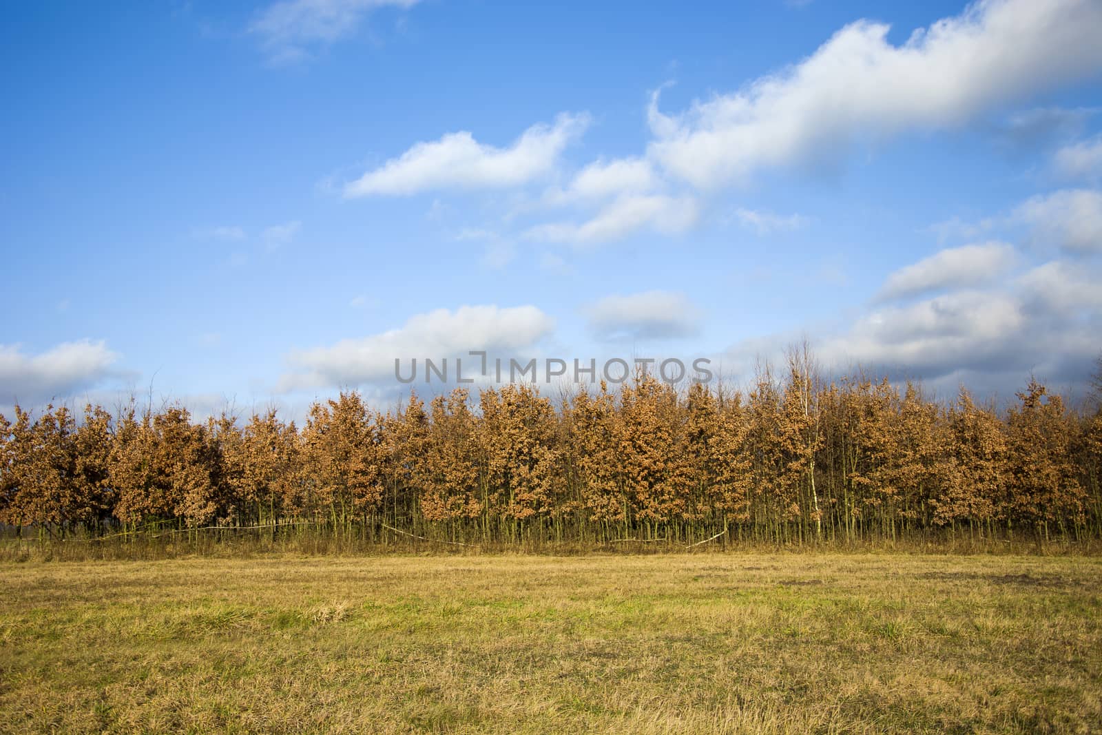 Dry meadow, autumn forest and white clouds against the blue sky