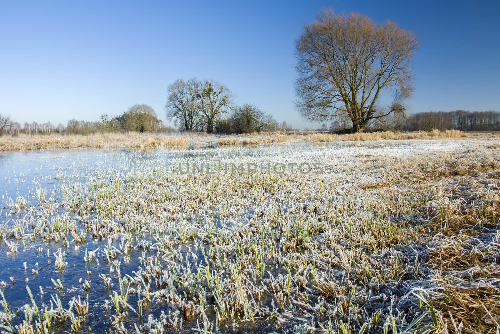 White frost and frozen water on the meadow, tree and blue sky, winter view