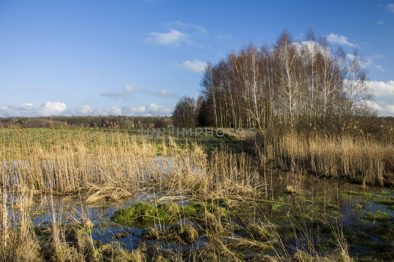 Wet meadow with dry grasses, autumn birch trees and blue sky