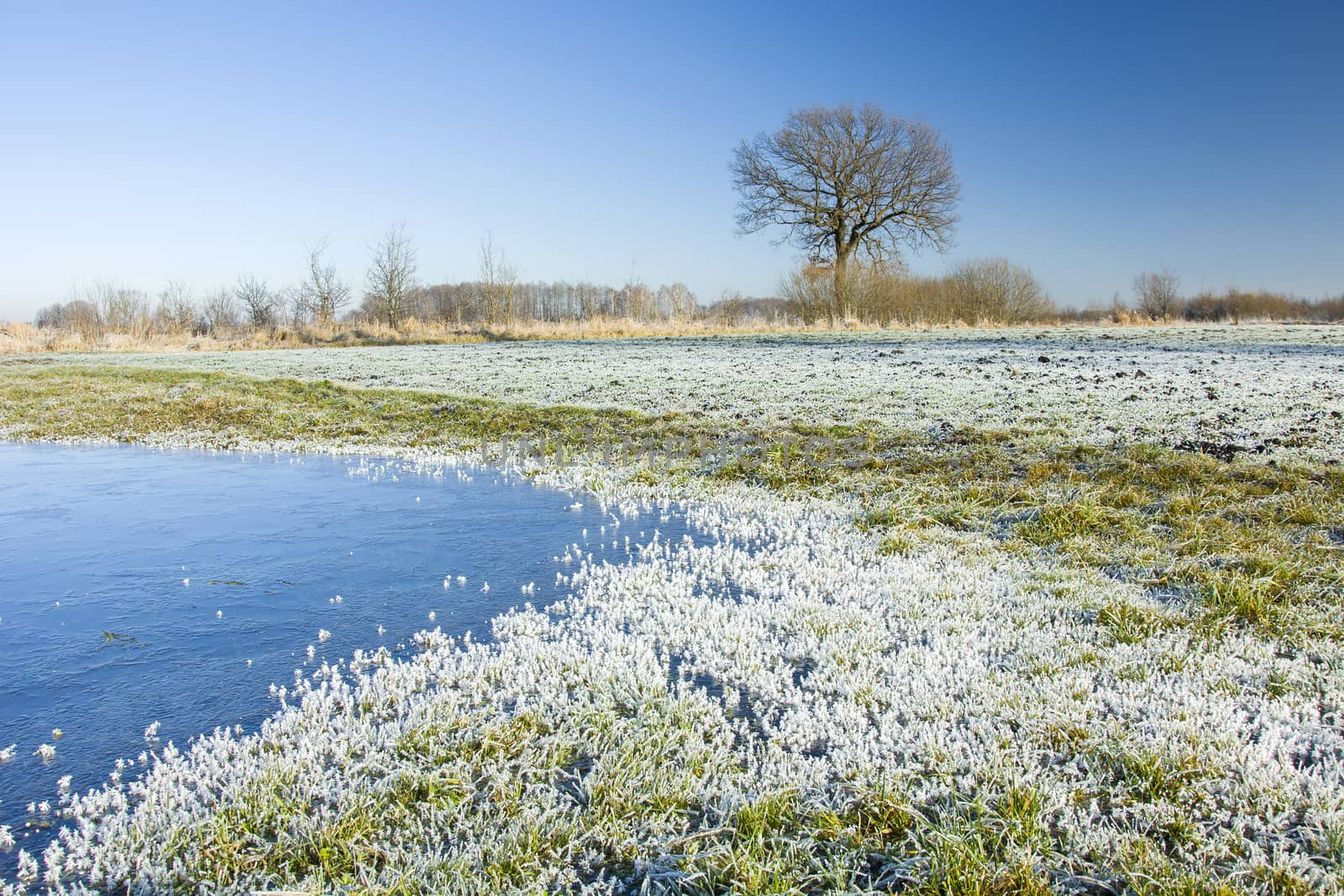 Frozen water and frost on the meadow, tree on the horizon and blue sky, winter view