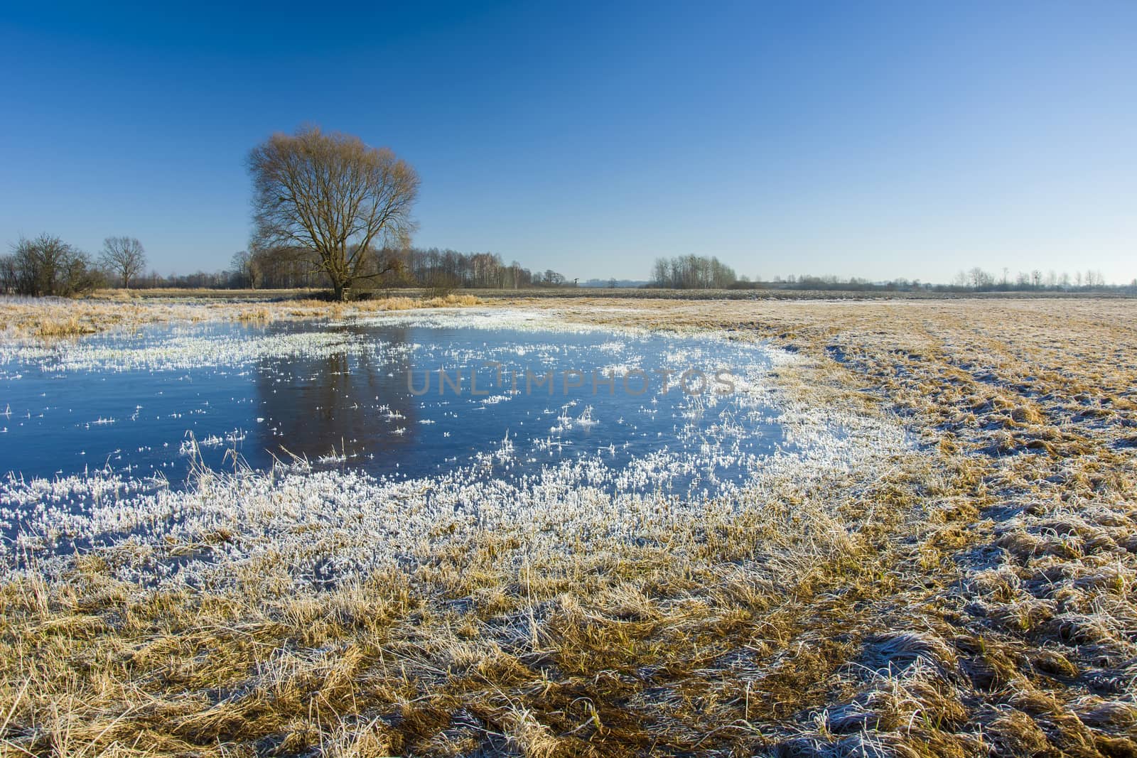 White frost and frozen surface of water on a dry meadow, trees and blue sky, winter view