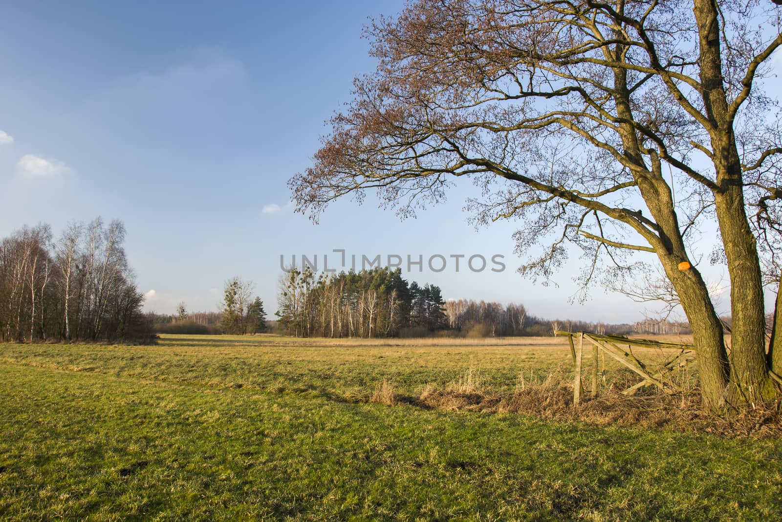 Large tree in the meadow and blue sky, sunny day