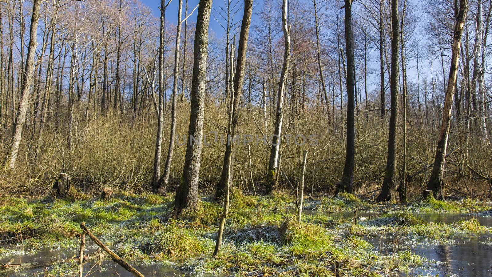 Frozen swamp in the forest, view on a sunny january day