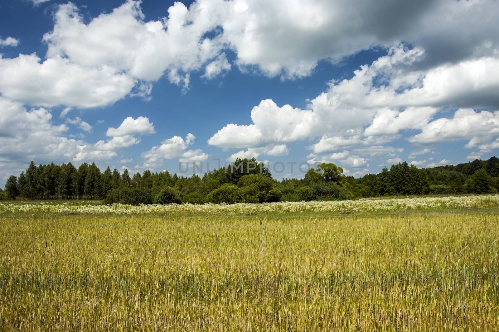 Field with grain, green forest and white clouds on the blue sky
