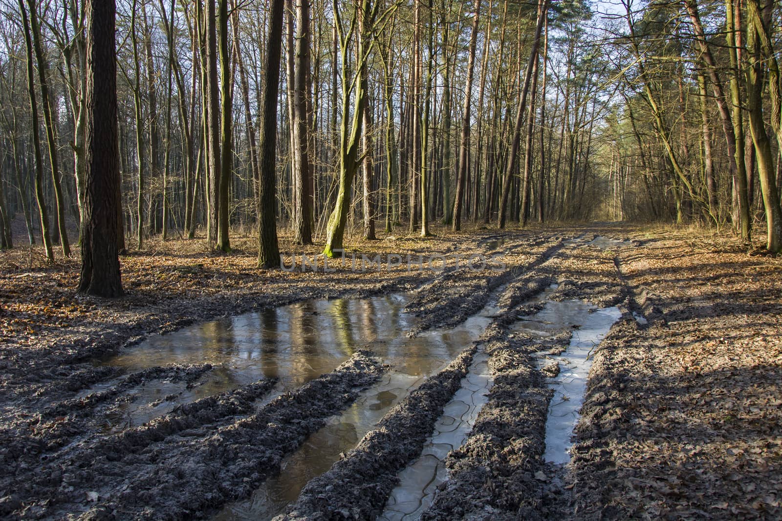 Frozen water on the road in the forest, view on a sunny january day