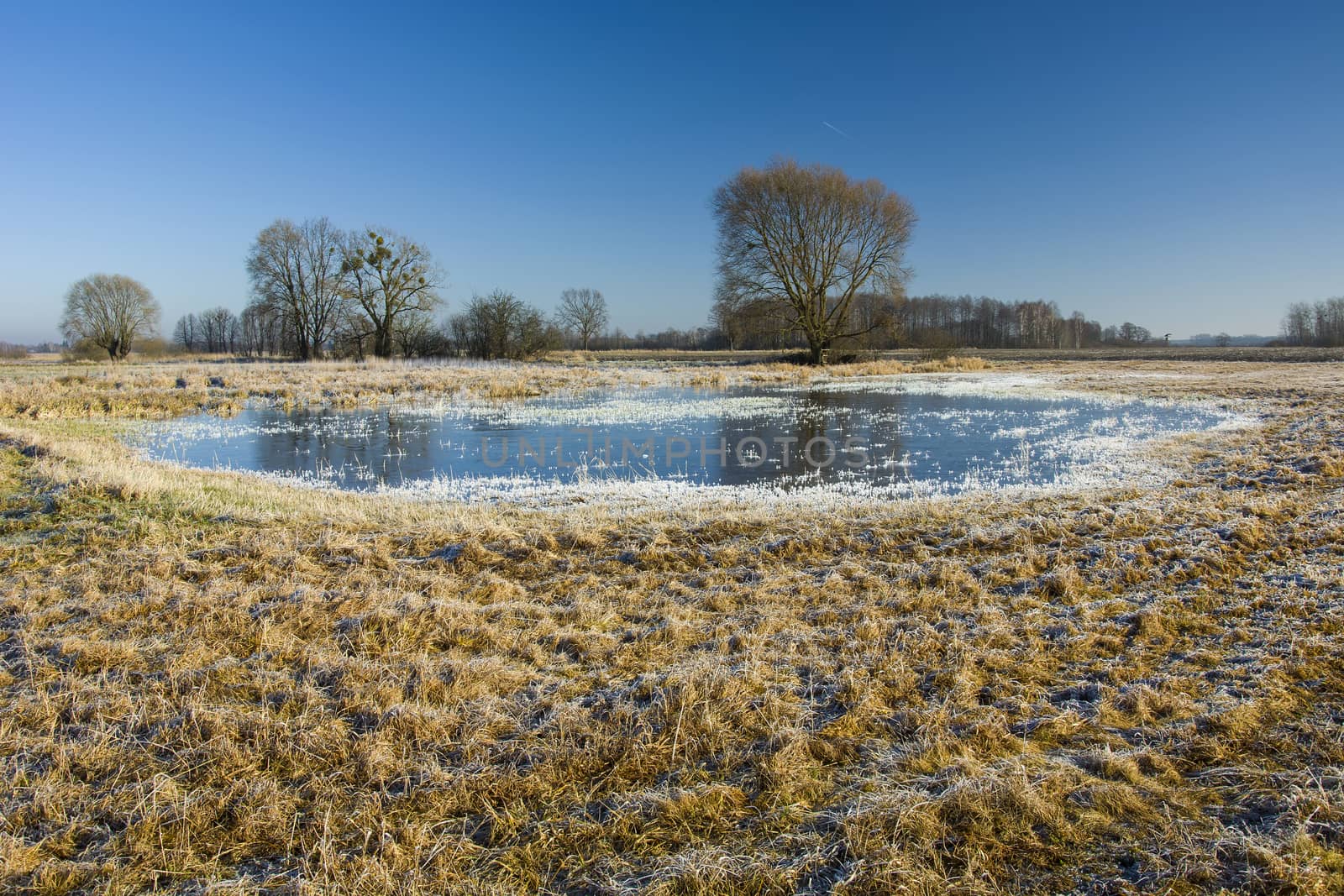 White frost and frozen water surface on the dry yellow meadow, trees and blue sky