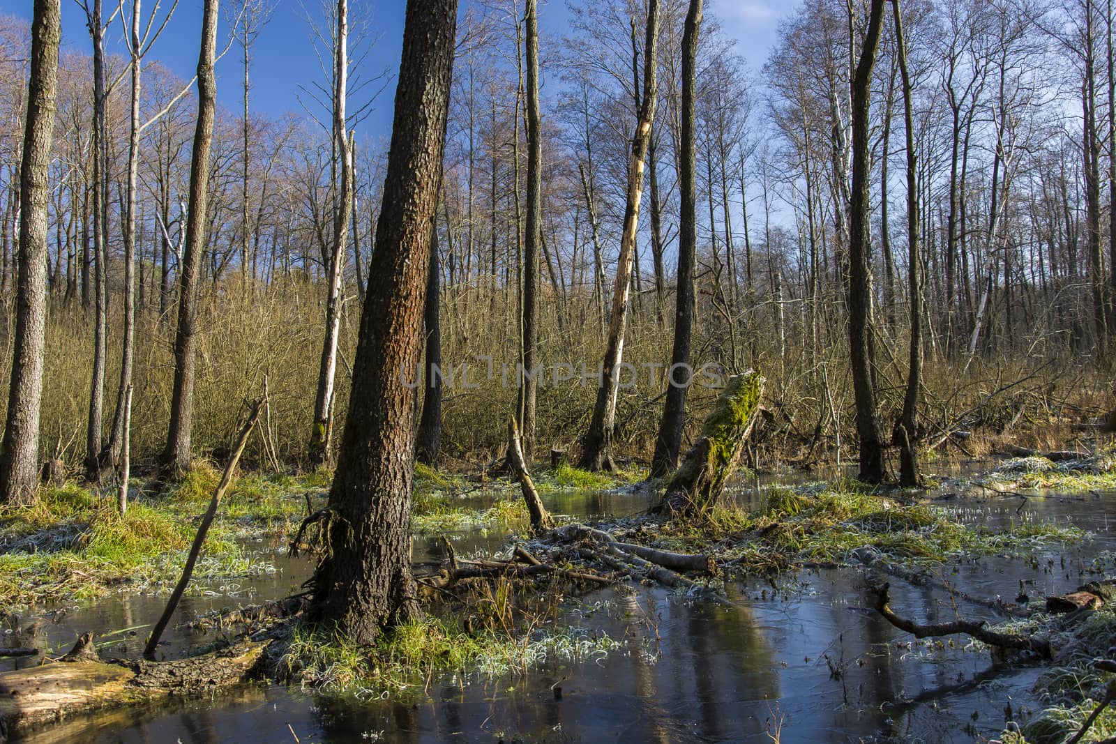 Frozen swamp in the forest, view on a sunny january day