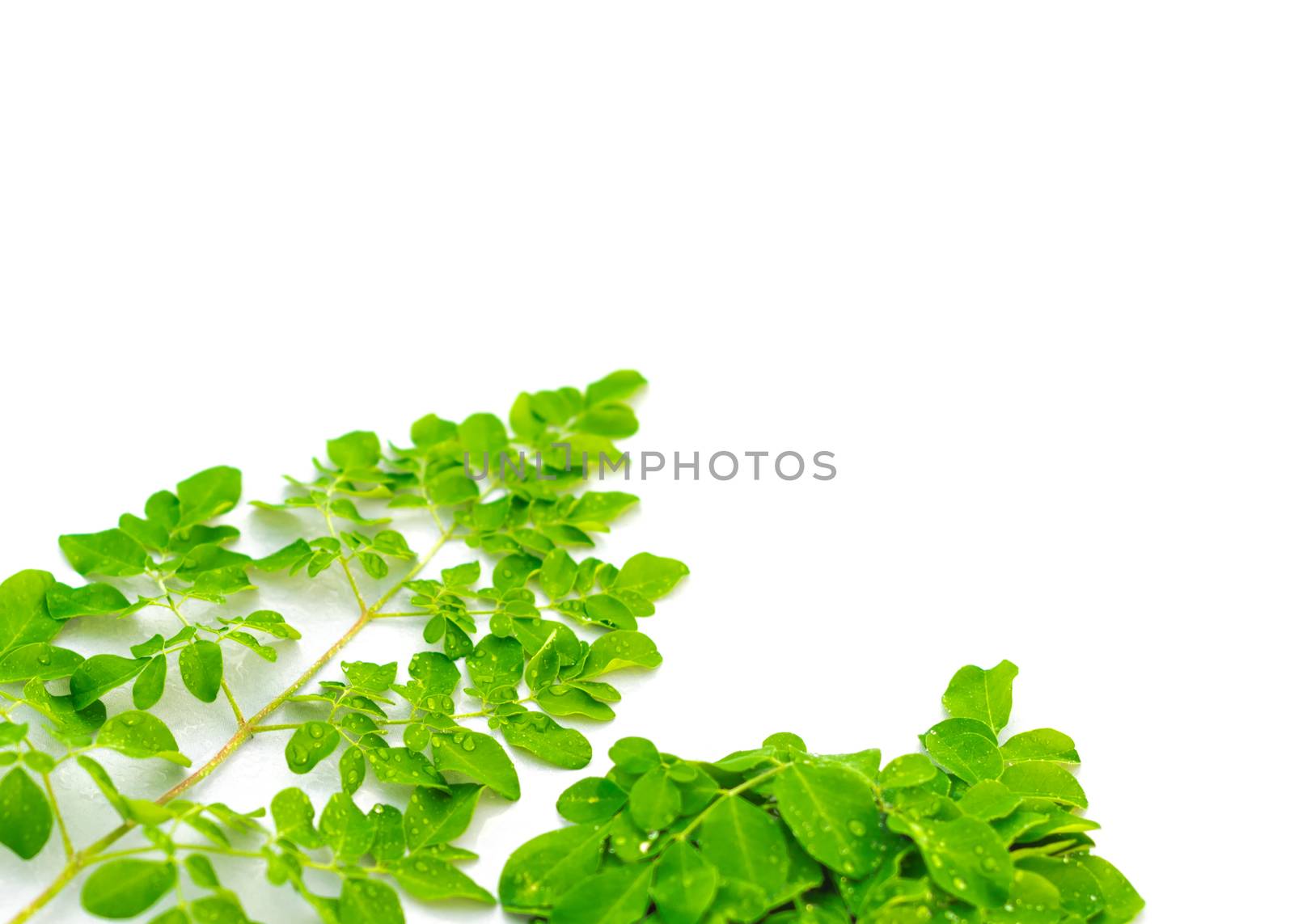 Young fresh leaves of Moringa drumstick with water drops isolated on white background by trongnguyen