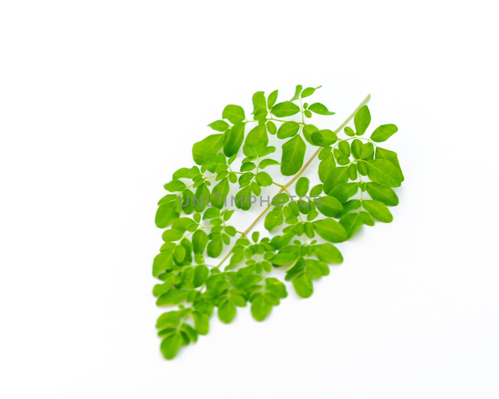 Homegrown Moringa oleifera leaves isolated on white background. Native to tropical, subtropical regions of Asia. Common names include drumstick, Malunggay, horseradish or benzolive tree