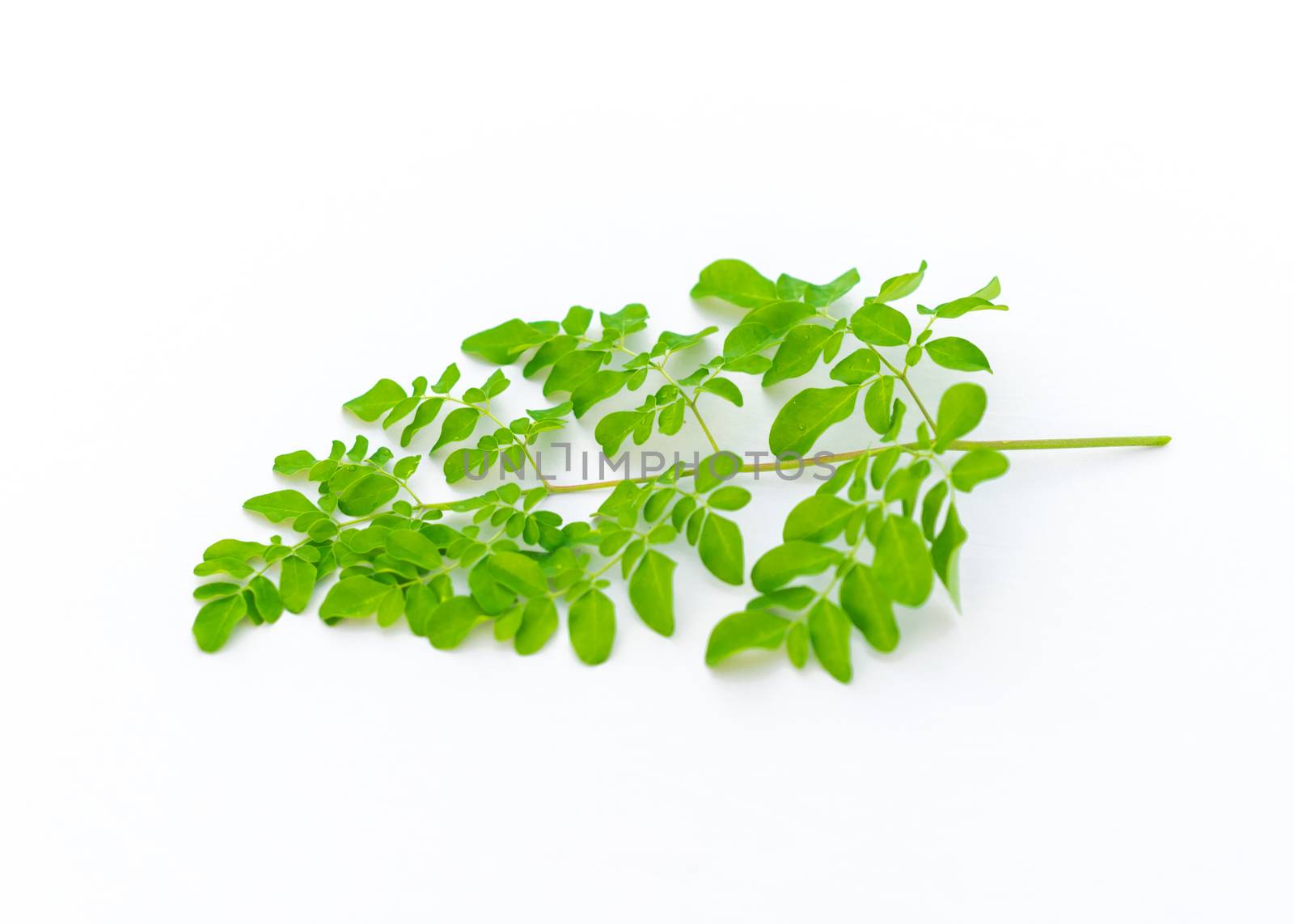 Studio shot young leaves of Moringa drumstick tree branches isolated on white background by trongnguyen
