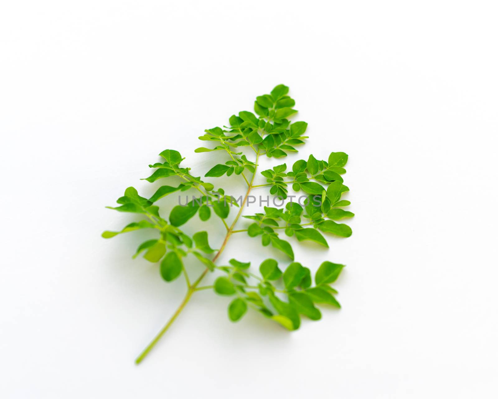 Homegrown Moringa oleifera leaves isolated on white background. Native to tropical, subtropical regions of Asia. Common names include drumstick, Malunggay, horseradish or benzolive tree