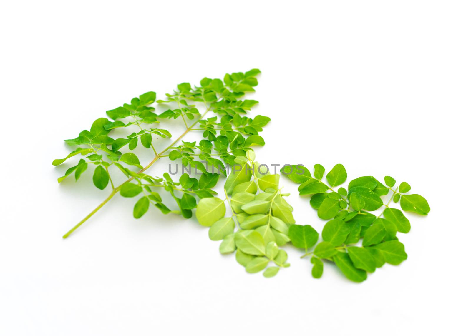 Collection of organic young Moringa drumstick leaves isolated on white background by trongnguyen
