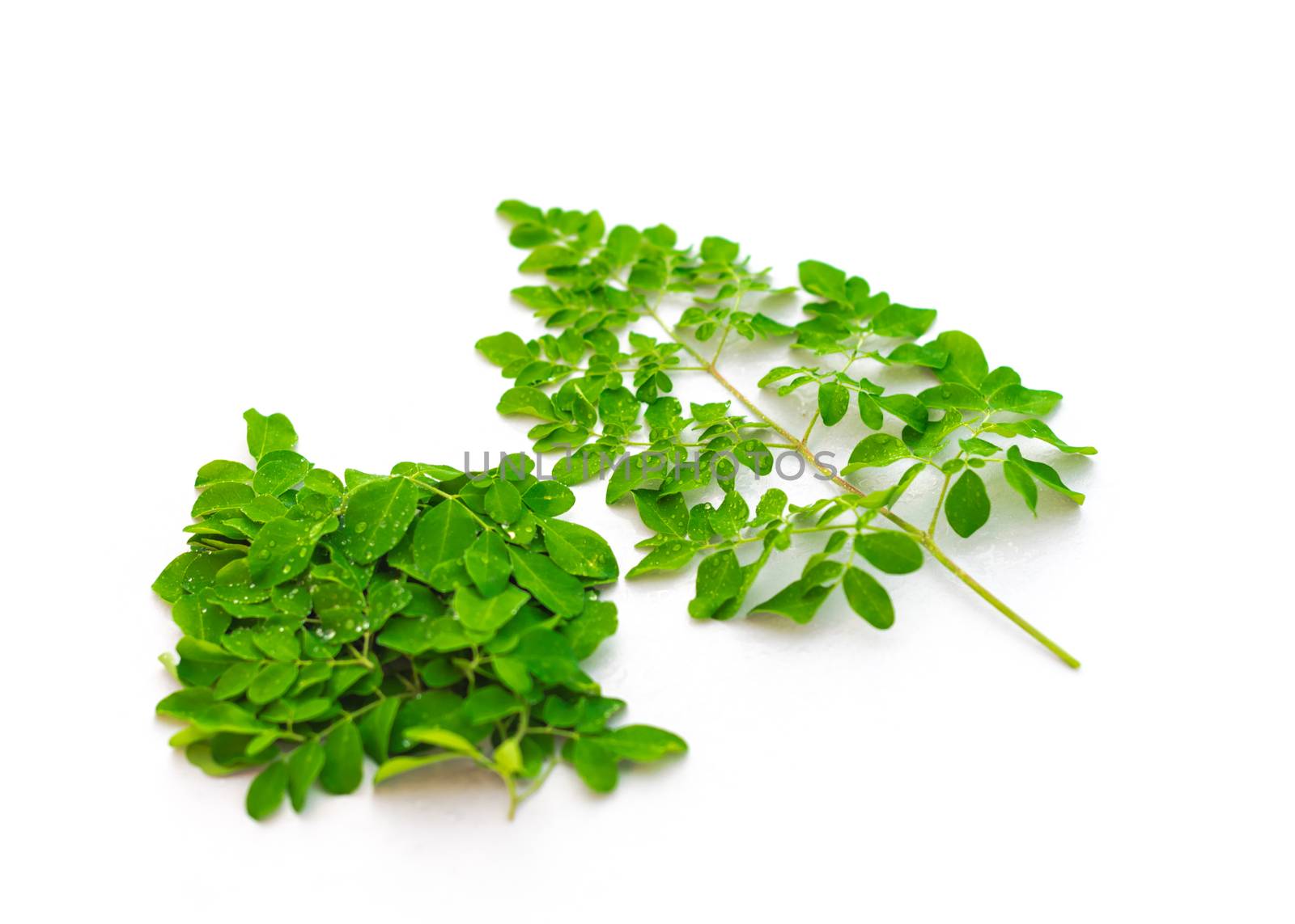 Organic Moringa oleifera leaves with water drops isolated on white background. Common names include drumstick, Malunggay, horseradish or benzolive tree