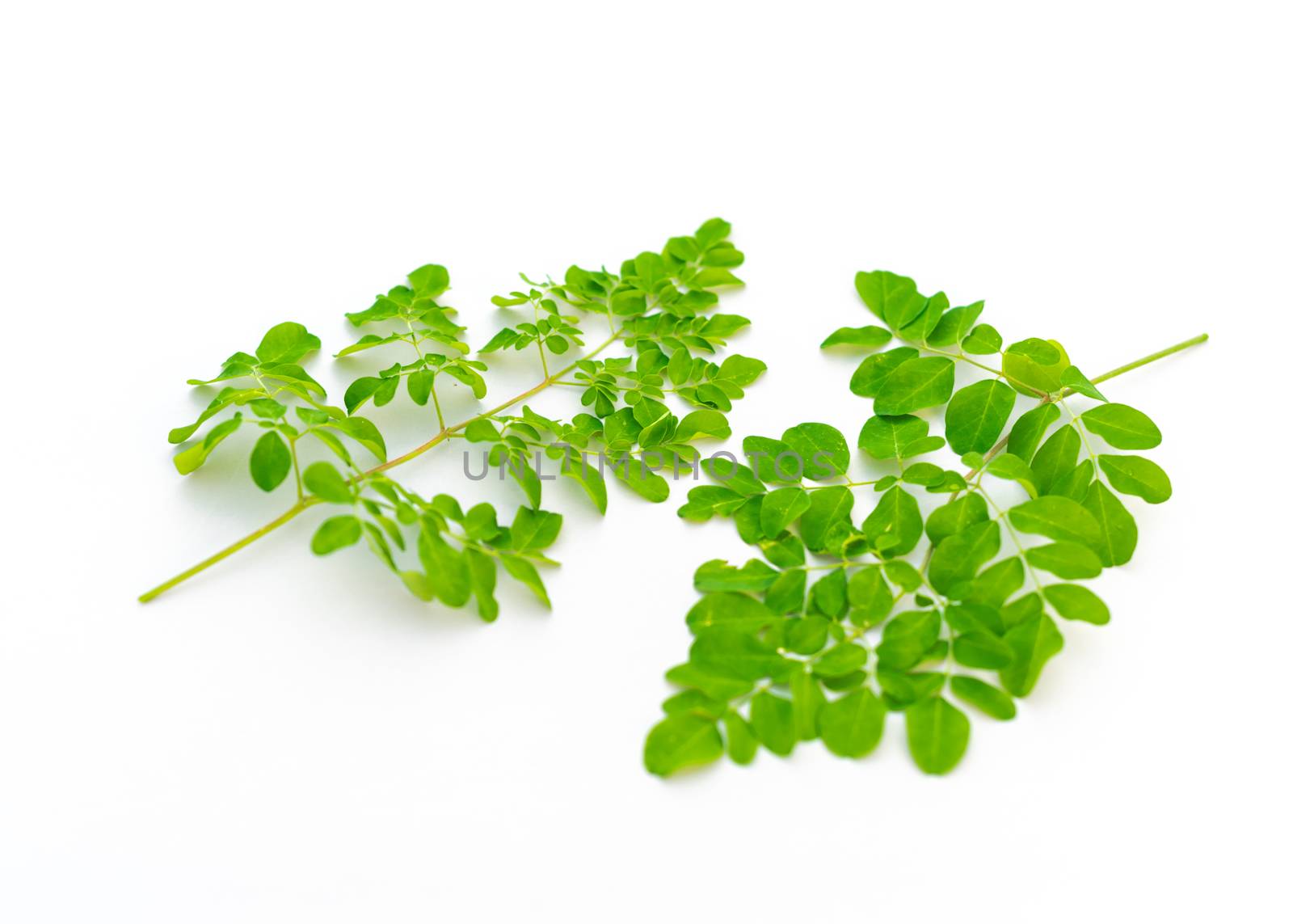 Collection of organic young Moringa drumstick leaves isolated on white background by trongnguyen