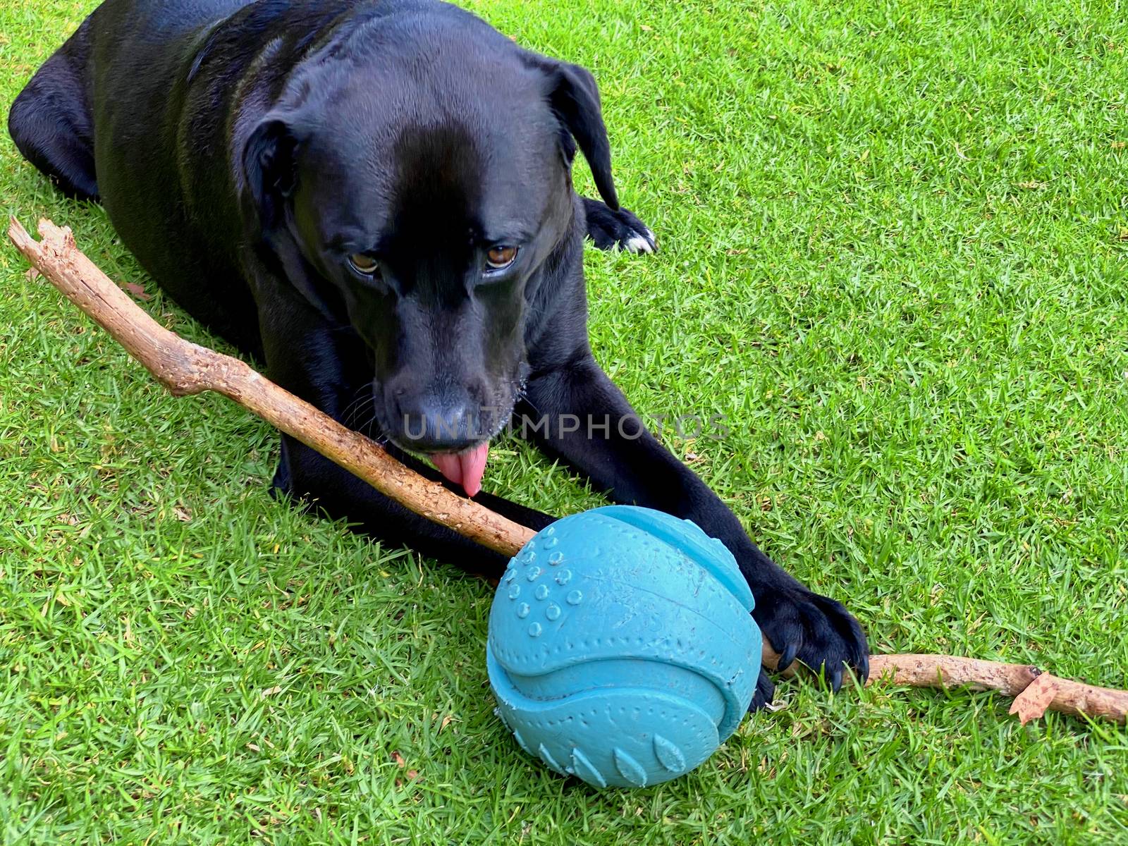 A black Labrador Retriever laying on grass holding and chewing a stick with a ball next to him.