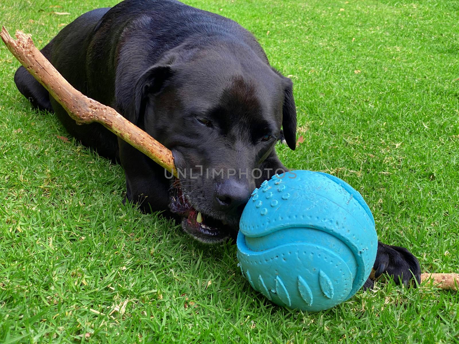 A black Labrador Retriever laying on grass holding and chewing a stick with a ball next to him.