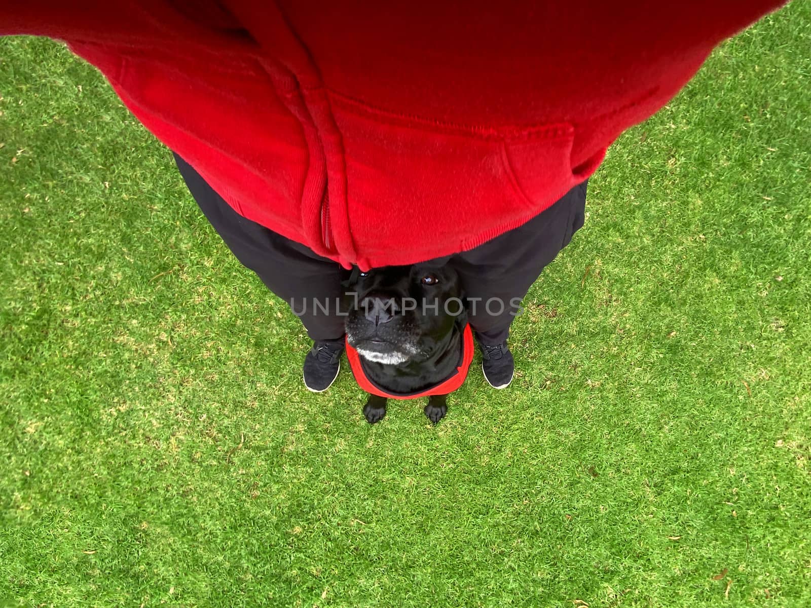 A first person view of a black Labrador Retriever sitting between his owner's feet.