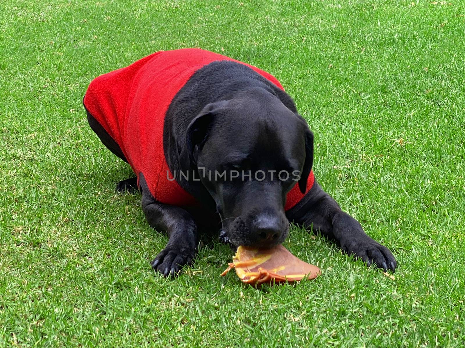 A black Labrador Retriever eating a dried pig's ear while wearing a red jacket.