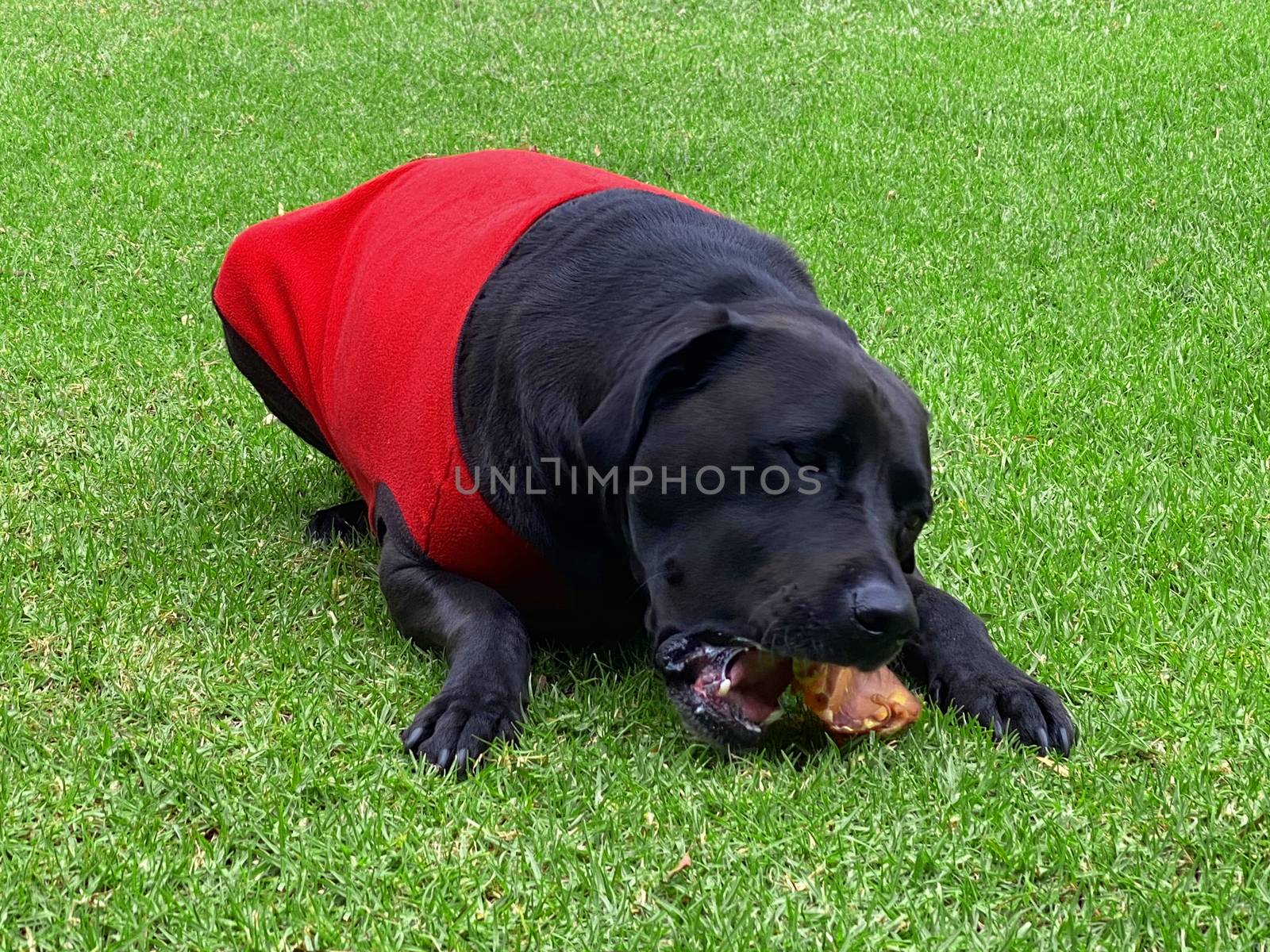 A black Labrador Retriever eating a dried pig's ear while wearing a red jacket.