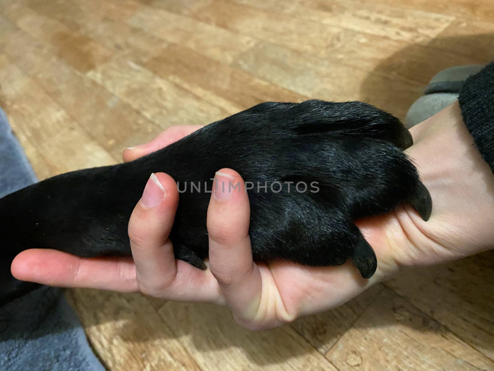 A black Labrador Retriever's paw in a human hand.