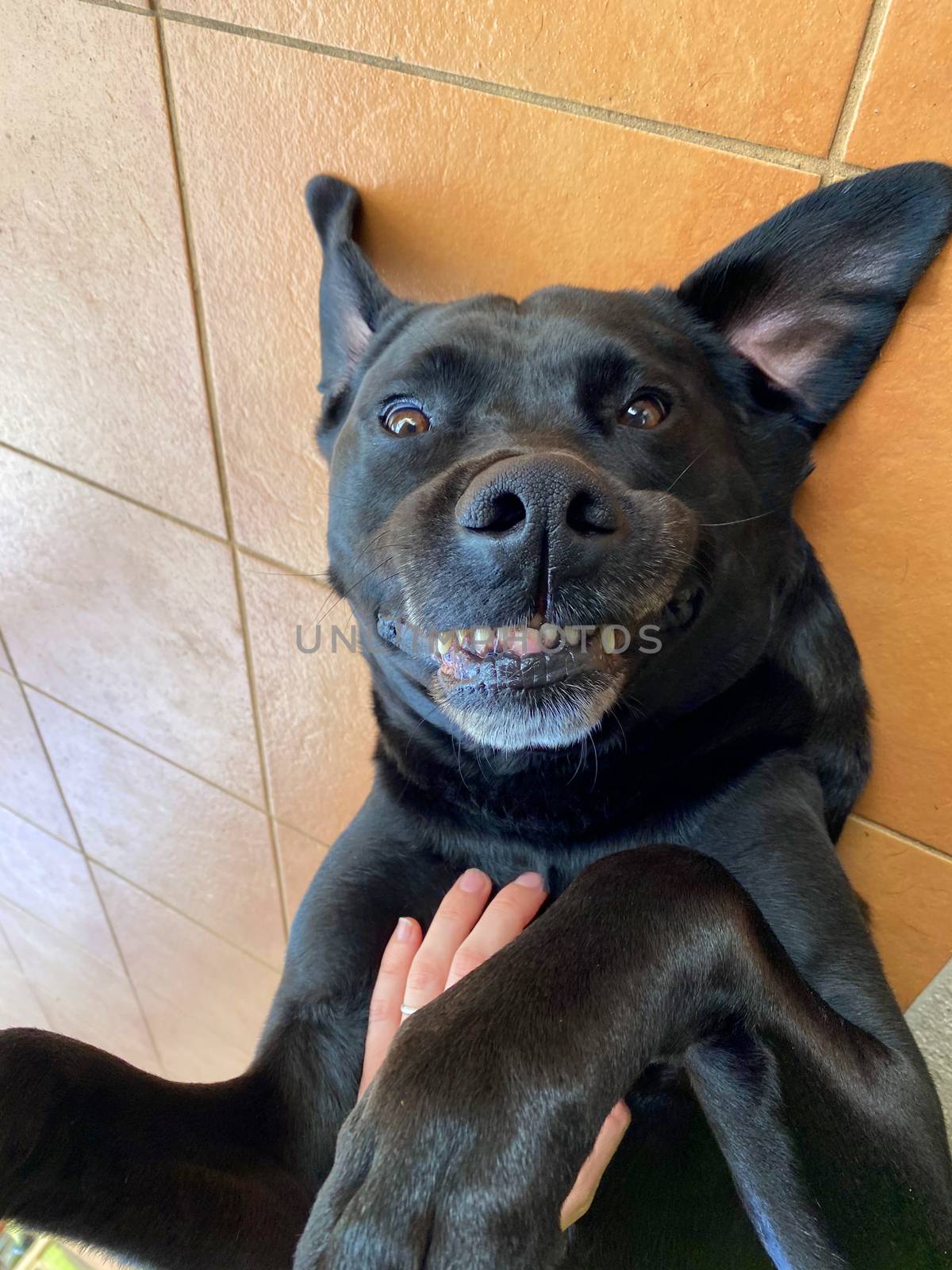 A black Labrador Retriever giving a big smile while he receives a belly rub from his owner.