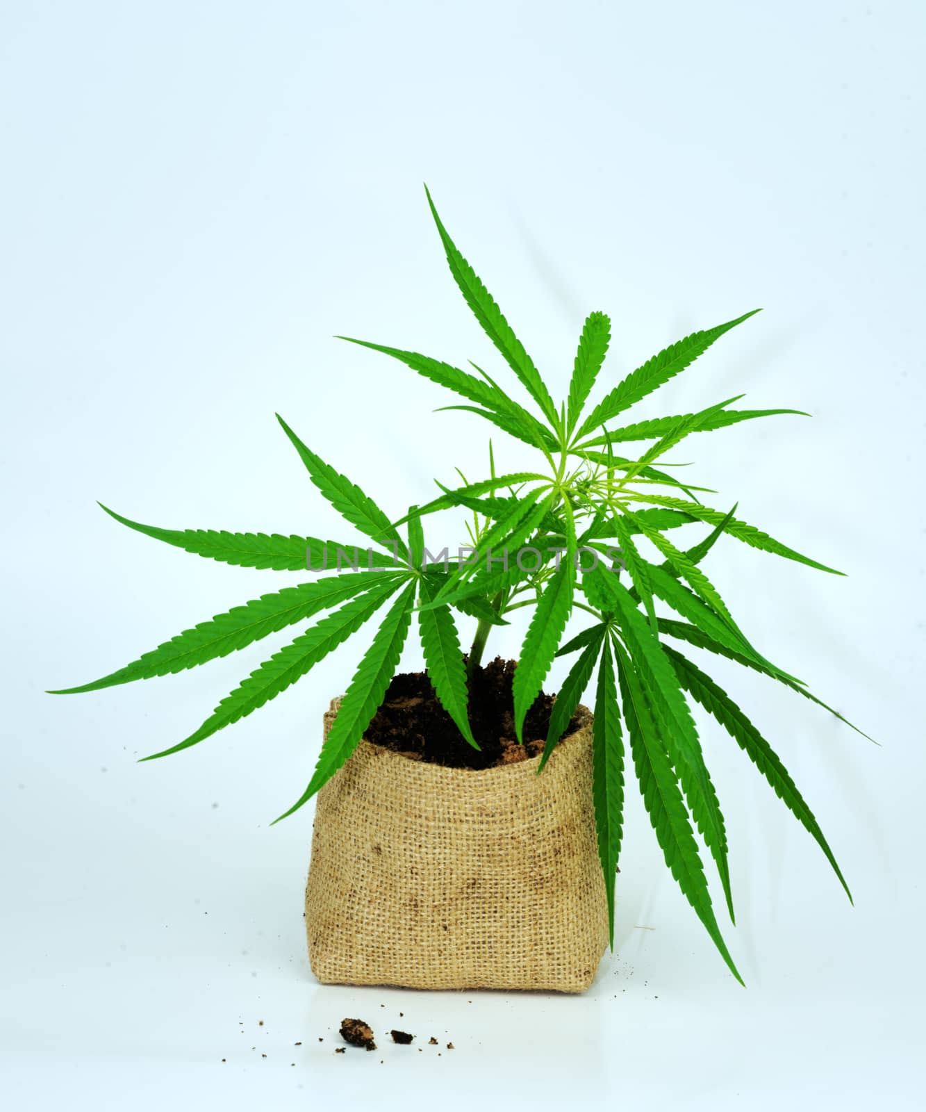 The growing cannabis plant is cultivated in a special type of soil bag separating the white background.