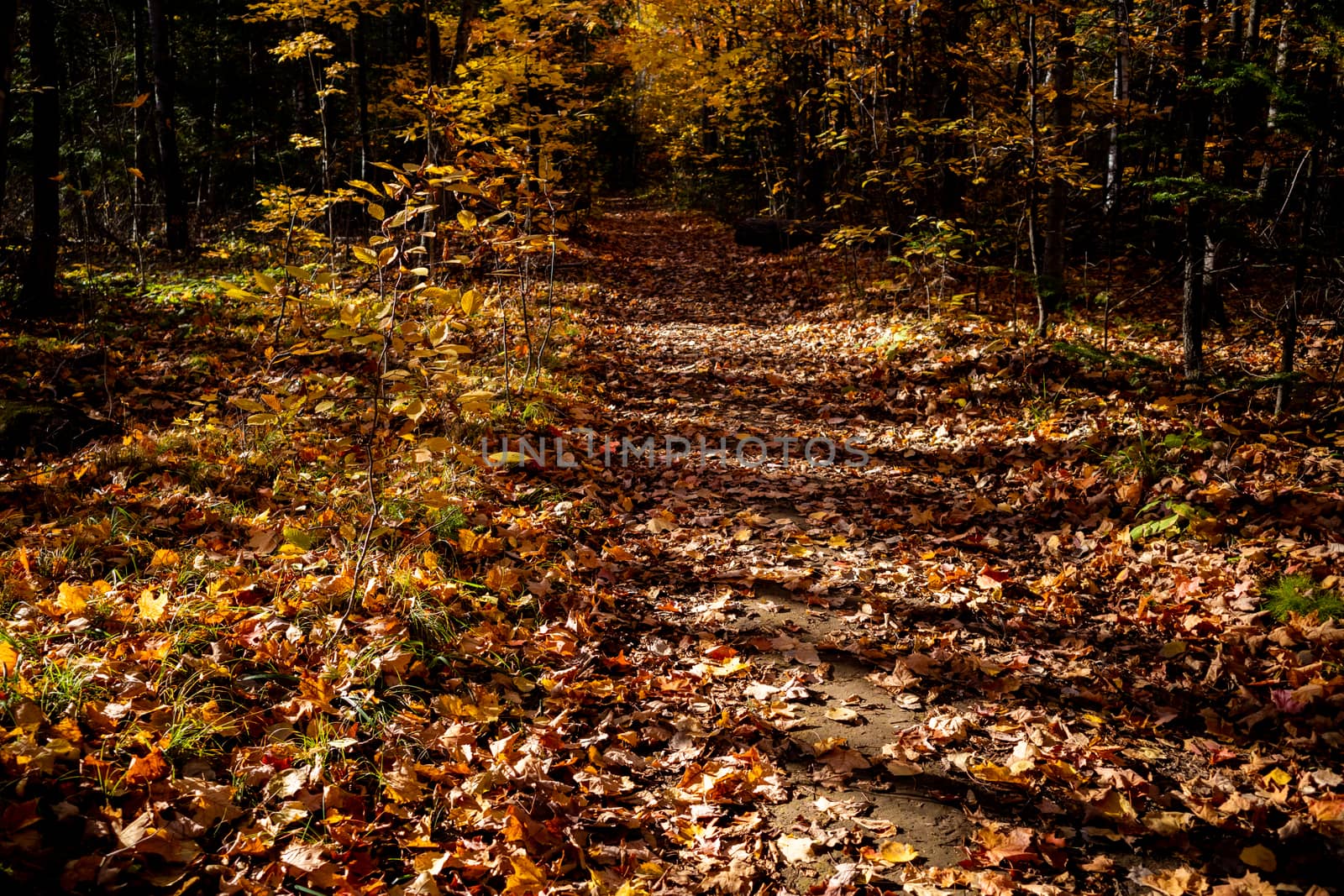 Tree shadows form pattern across autumn trail by colintemple