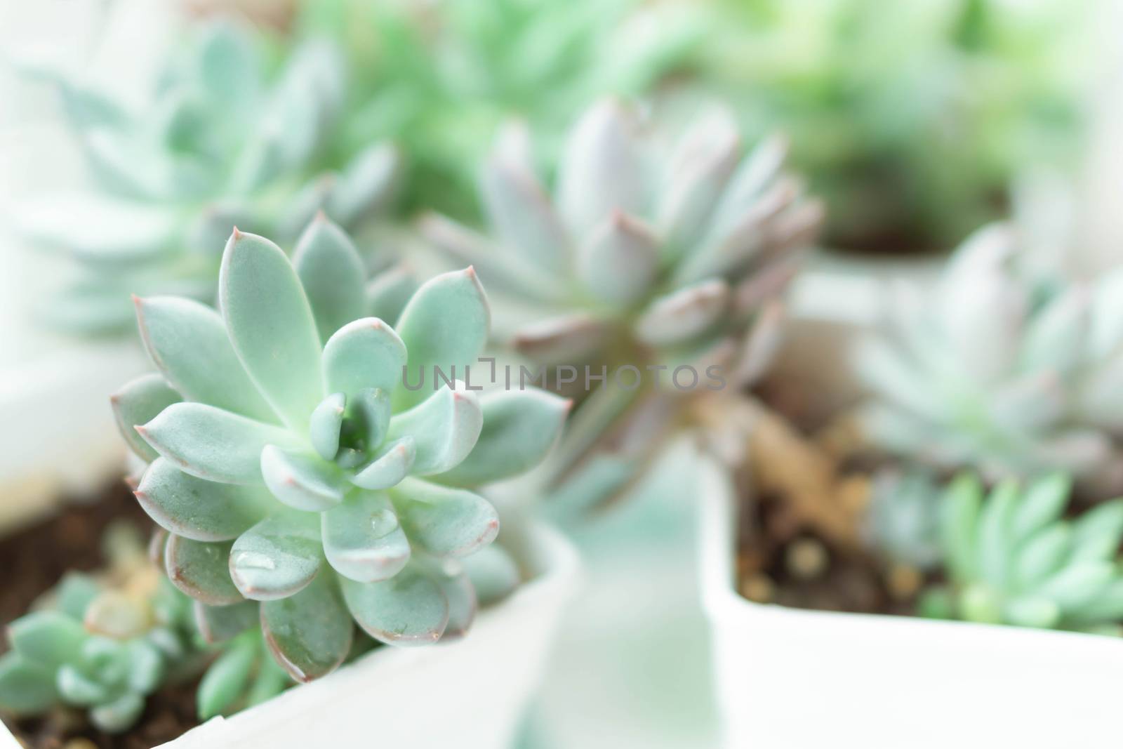 Closeup succulent plant in pot for decoration with vintage tone, selective focus