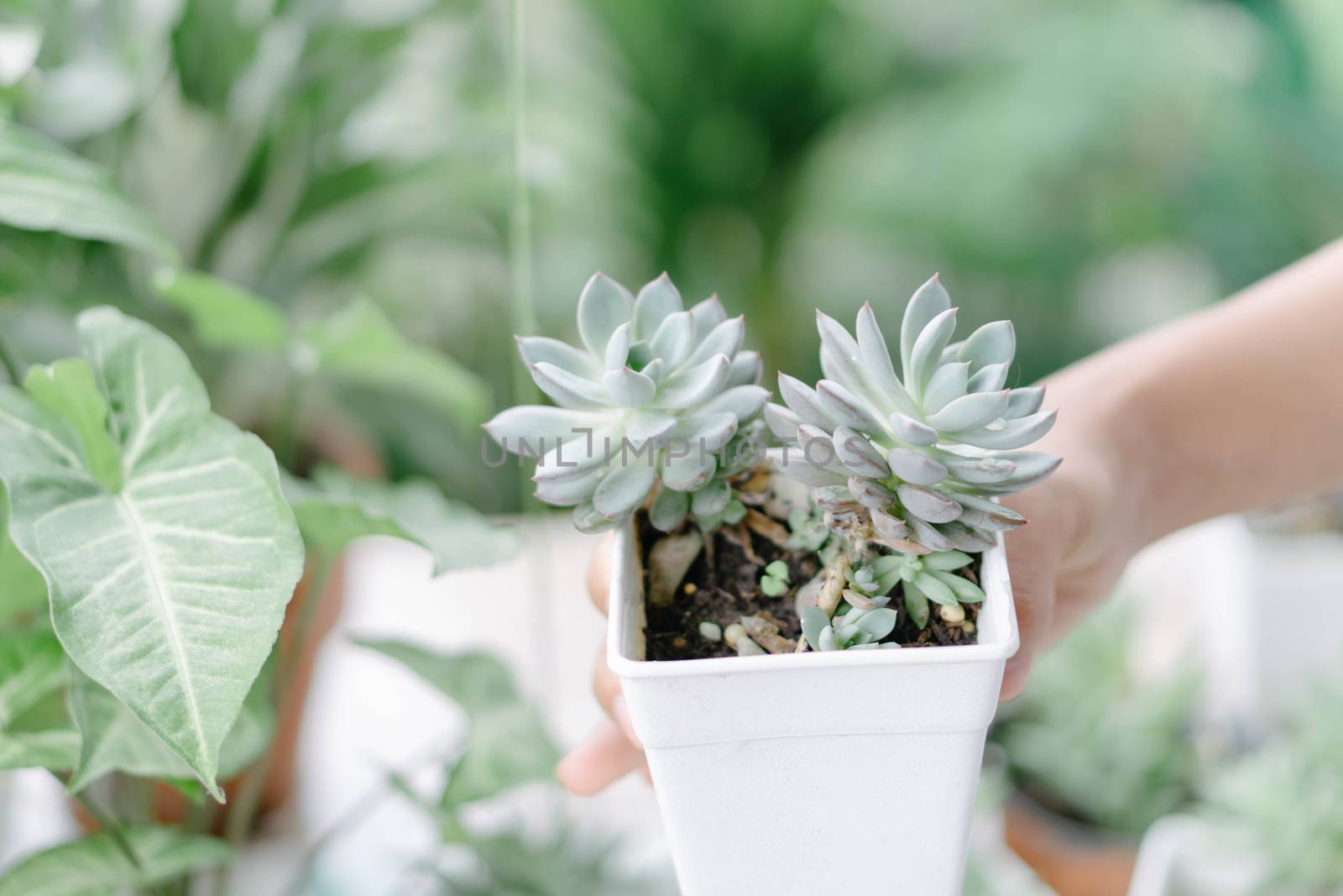 Closeup hand holding succulent plant in pot for decoration with vintage tone, selective focus