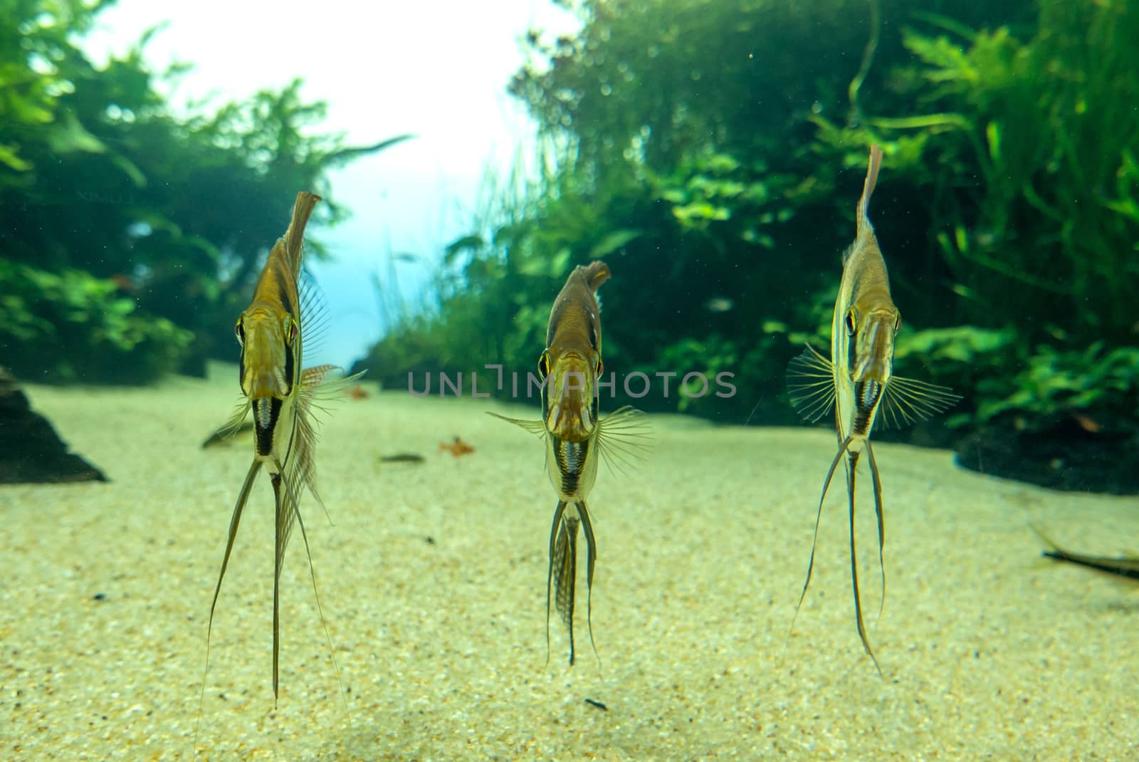discovery of the city of Lisbon in Portugal. Romantic weekend in Europe. Oceanário of Lisboa. Portugal