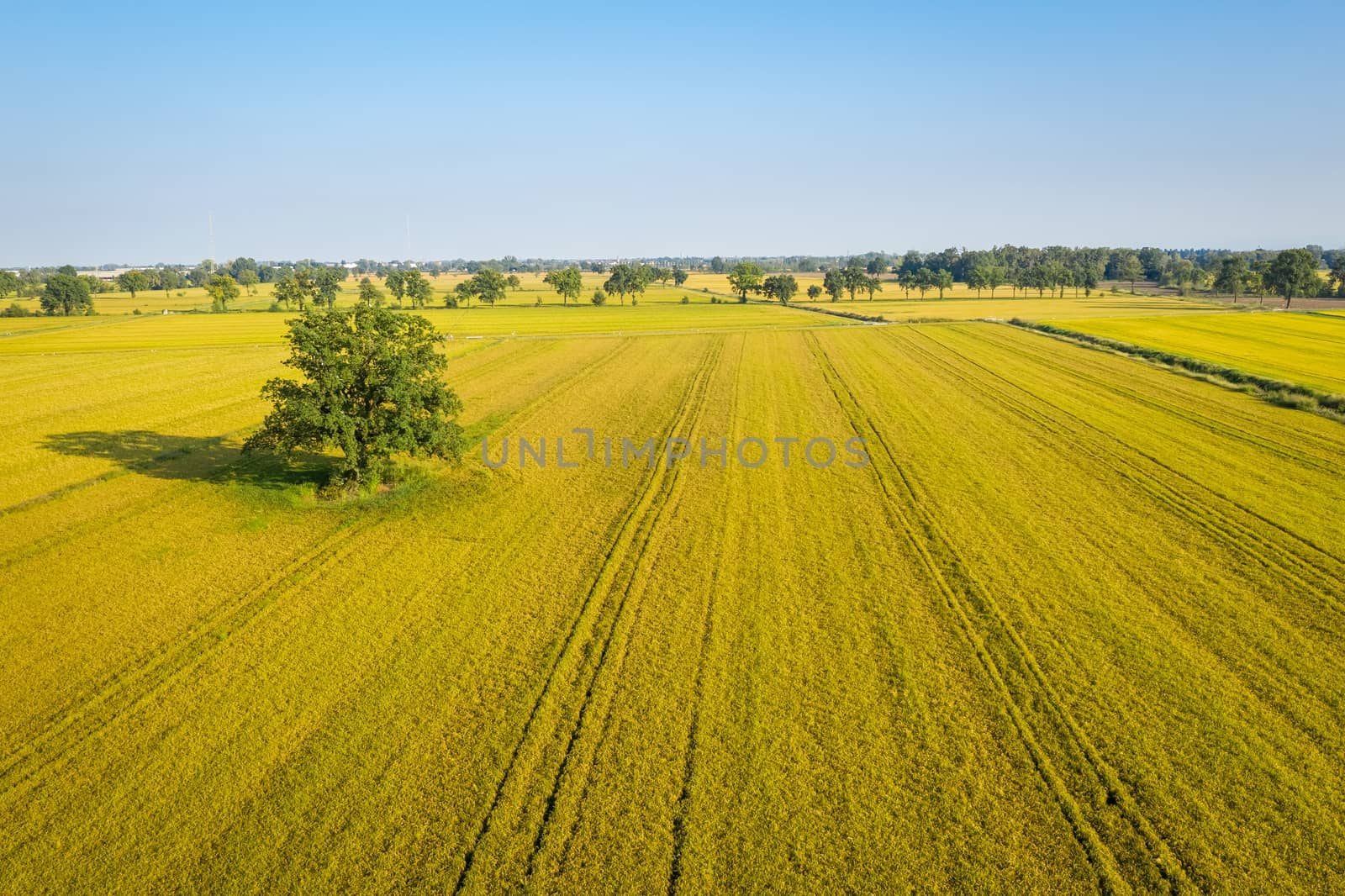 Beautiful drone view of rice fields by Robertobinetti70