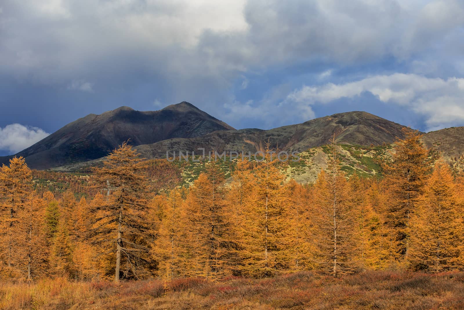 Bright low hills in the tundra, covered with grass and colorful trees. Russian tundra