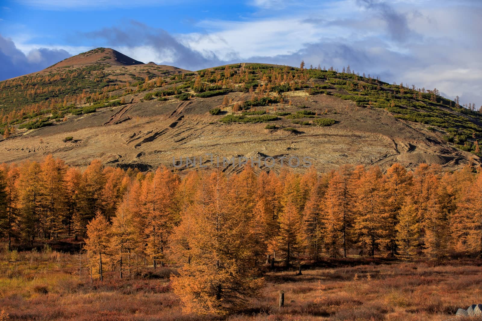 Bright low hills in the tundra, covered with grass and colorful trees. Russian tundra