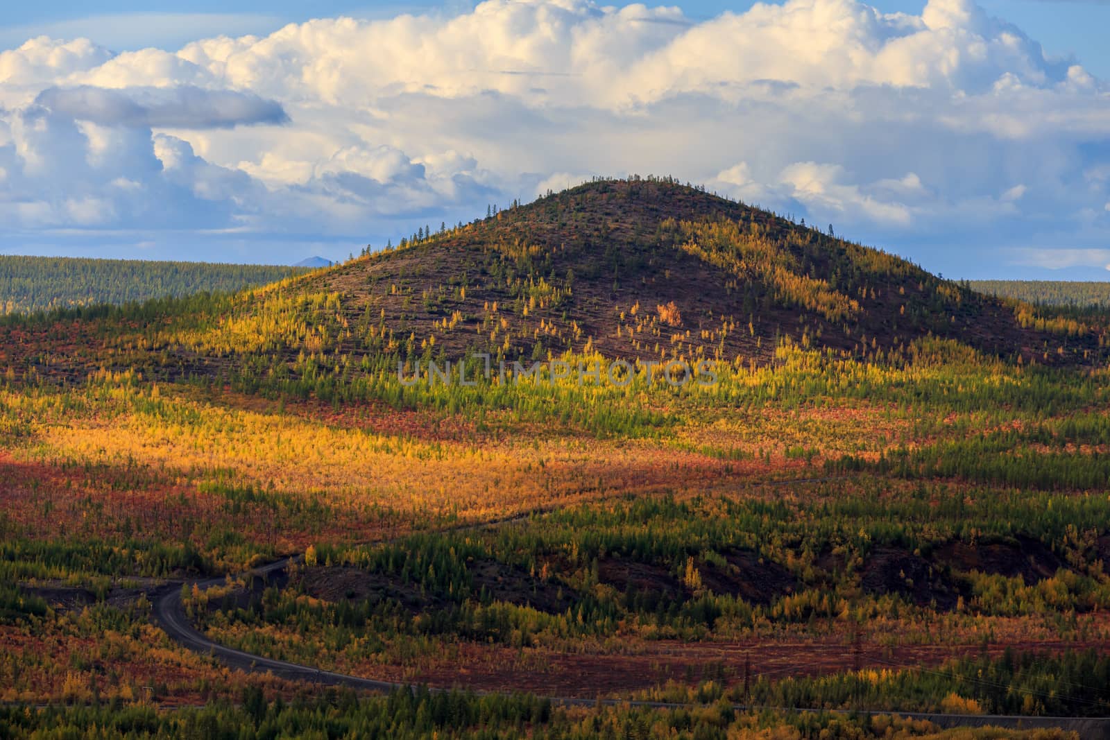 Bright low hills in the tundra, covered with grass and colorful trees. Russian tundra