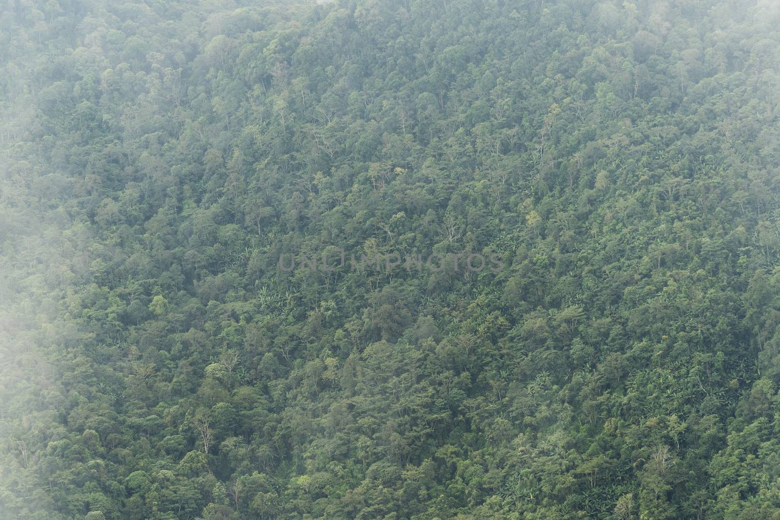 Tree surface on the mountain and fog