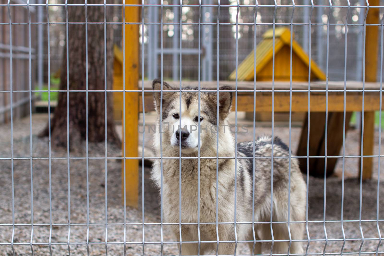 A beautiful and kind Alaskan Malamute shepherd sits in an enclosure behind bars and looks with intelligent eyes. Indoor aviary.