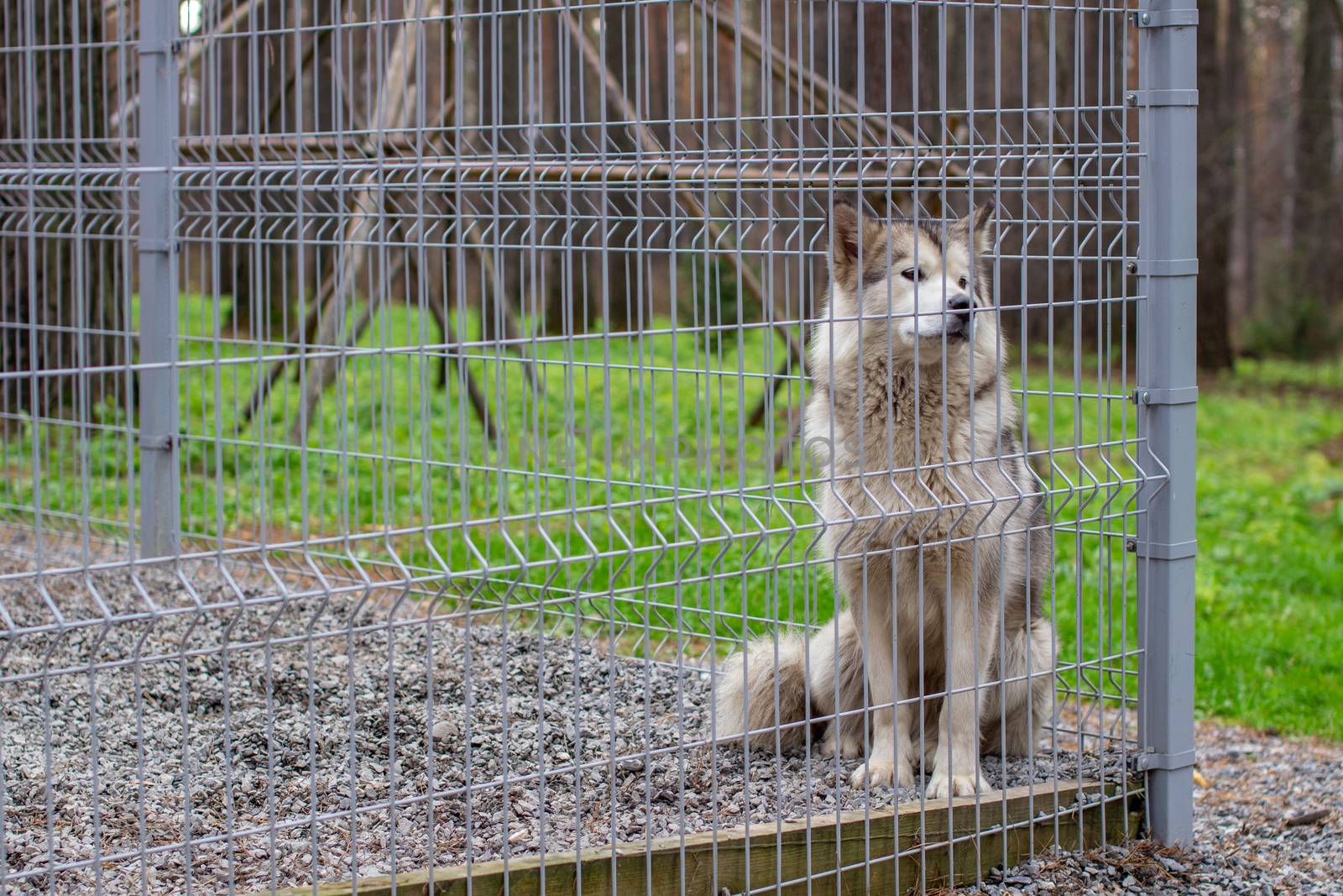 A beautiful and kind Alaskan Malamute shepherd sits in an enclosure behind bars and looks with intelligent eyes. Indoor aviary.