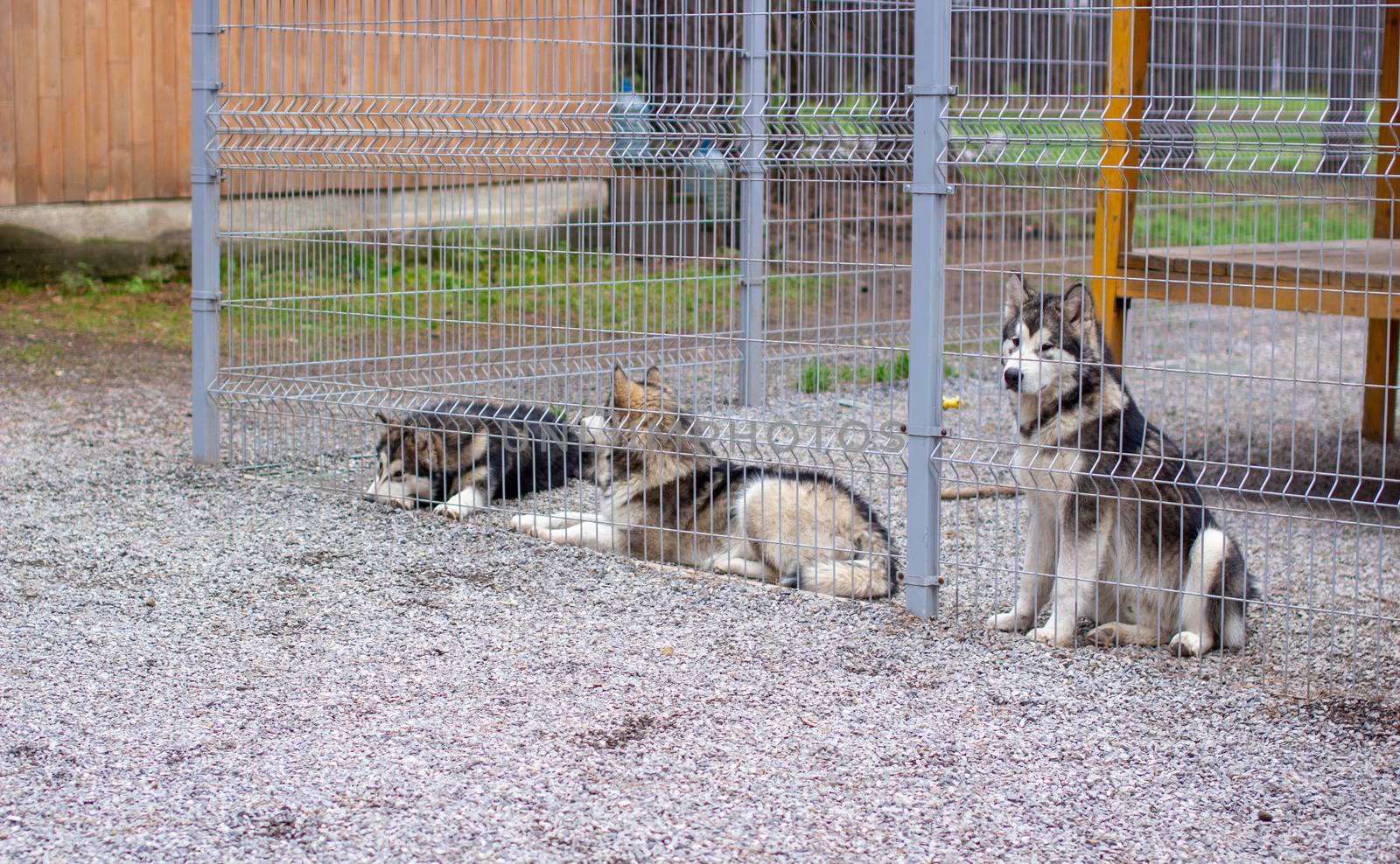 A beautiful and kind Alaskan Malamute shepherd sits in an enclosure behind bars and looks with intelligent eyes. Indoor aviary.