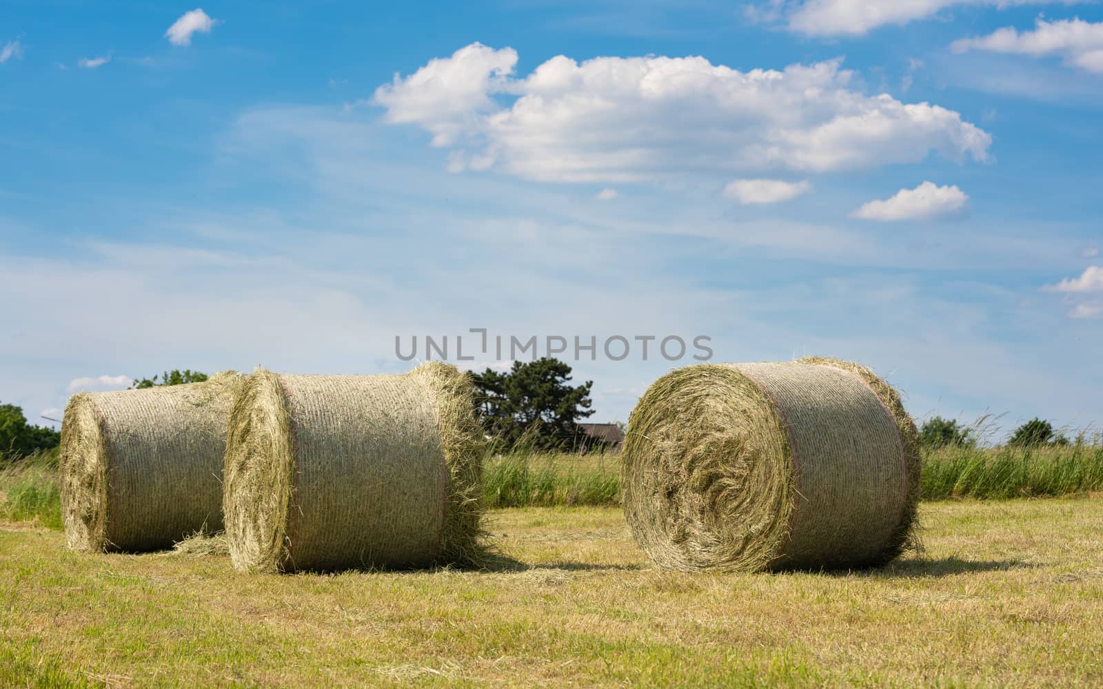 Panoramic image of hay rolls on a meadow against blue sky, agriculture, Germany