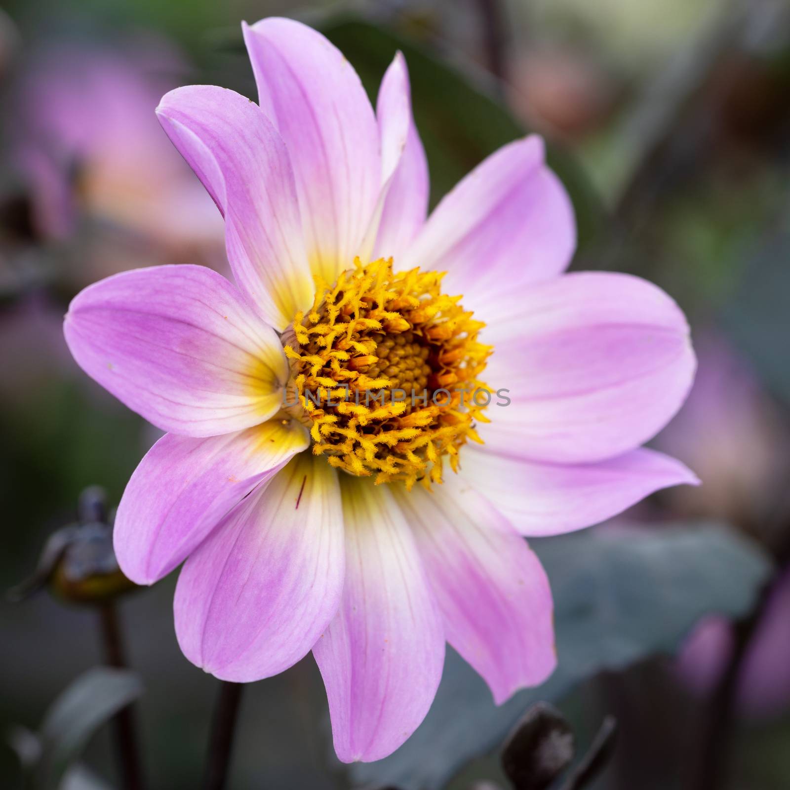 Close up image of Dahlia (Dahlia), flowers of summer