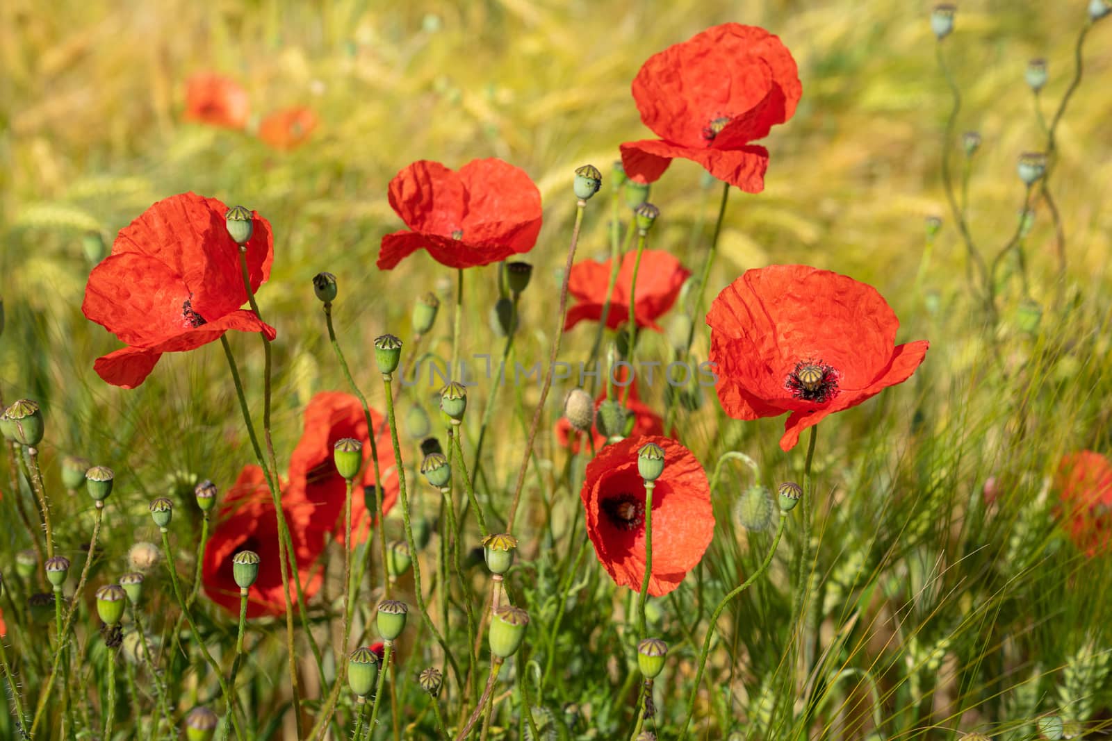 Corn field with poppies on a sunny day